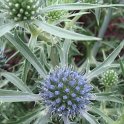 Eryngium amesthystum fleur